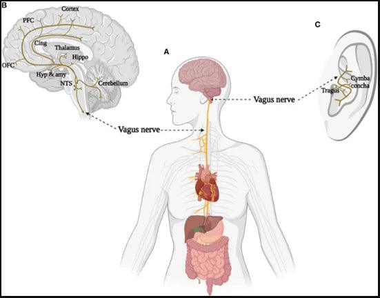 Short-term effectiveness of auricular vagus nerve stimulation in patients with myofascial pain syndrome